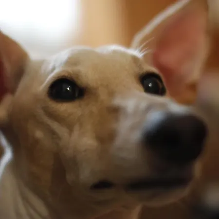 Bajo Tilos Landhuis *