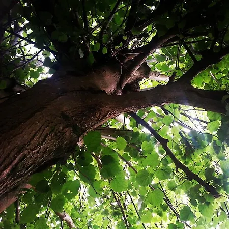 Bajo Tilos * Рибадеселья