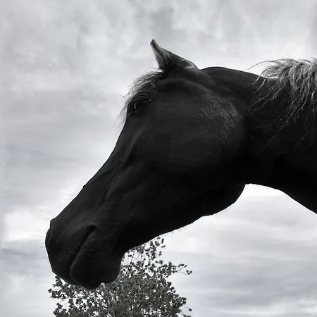 Летний дом Bajo Tilos