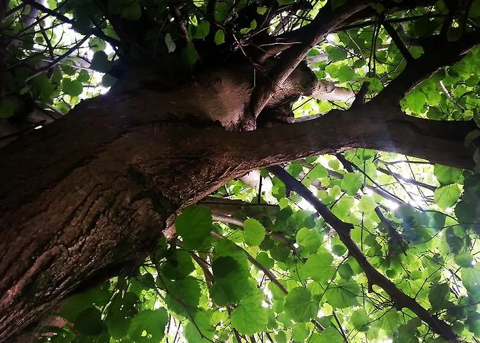 Bajo Tilos * Ribadesella