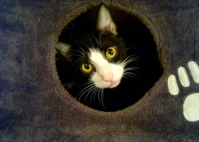 Country house Bajo Tilos *