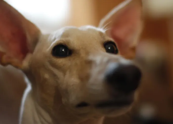 Bajo Tilos Landsted *